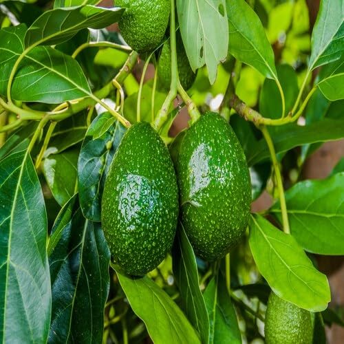 Green Avocado Seeds – Heirloom, Non-GMO, High Germination Organic Garden Seeds