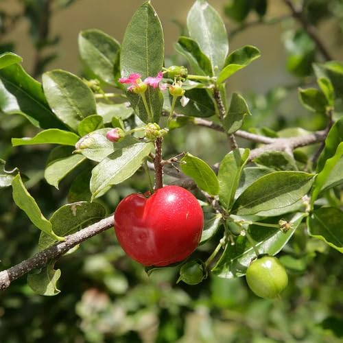 Barbados Cherry Seeds Red – Heirloom, Non-GMO, High Germination Organic Garden Seeds for Planting Seeds for Planting