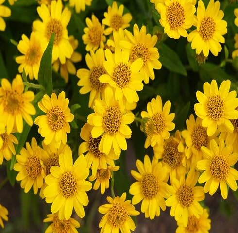 yellow arnica flower seeds