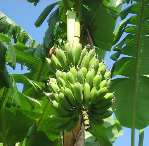 Green Banana Seeds – Heirloom, Non-GMO, High Germination Organic Garden Seeds