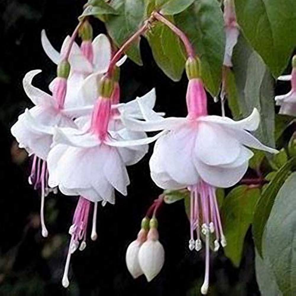 fuchsia lantern flower seeds