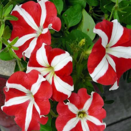 Red White Petunia Flower Seeds Heirloom Non-GMO High Germination Organic Garden Seeds