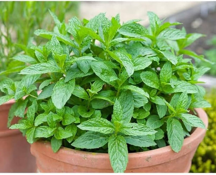 Apple Mint Herb Seeds for Planting – Heirloom Non-GMO High Germination Seeds
