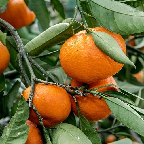Orange Tangerine Seeds – Heirloom, Non-GMO, High Germination Organic Garden Seeds