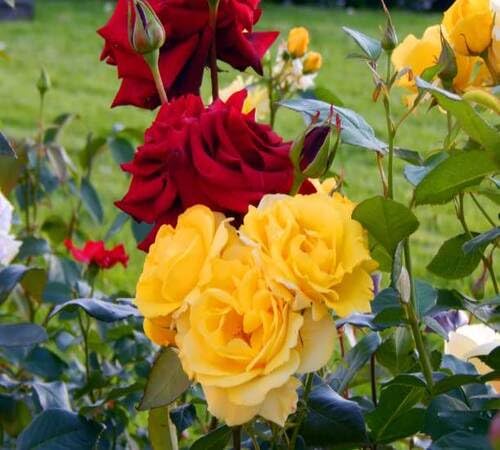 Red Yellow Rose Flower Seeds – Heirloom, Non-GMO, High Germination Seeds for Planting