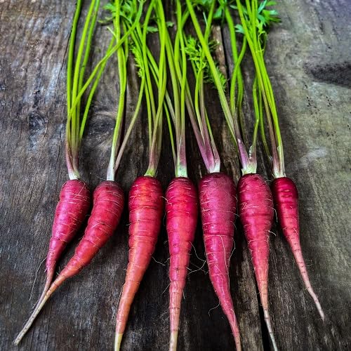 Carrot – Heirloom, Non-GMO, High Germination Organic Garden Seeds Planting