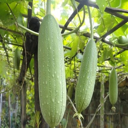 Green Luffa Cylindrica Seeds – Heirloom, Non-GMO, High Germination Organic Garden Seeds Planting