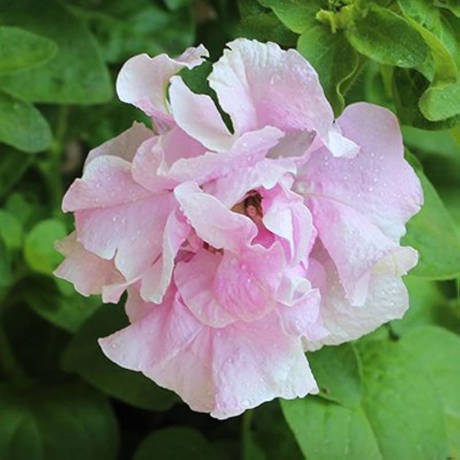 petunia hybrida flower seeds