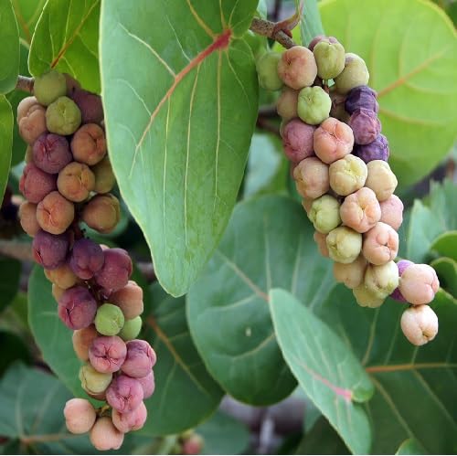 Mixed Sea Grape Seeds – Heirloom, Non-GMO, High Germination Organic Garden Seeds for Planting