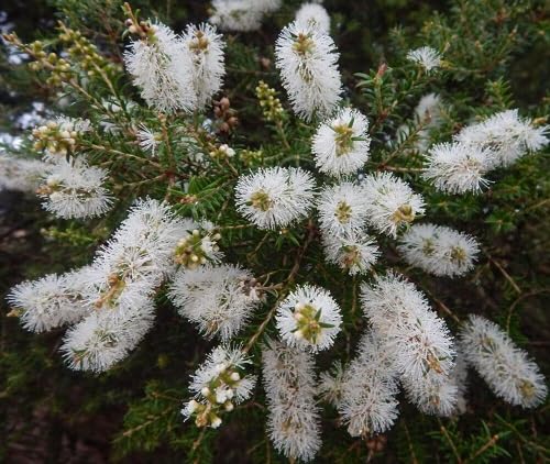 White Melaleuca Alternifolia Flower Seeds Heirloom Non-GMO High Germination Organic Garden Seeds