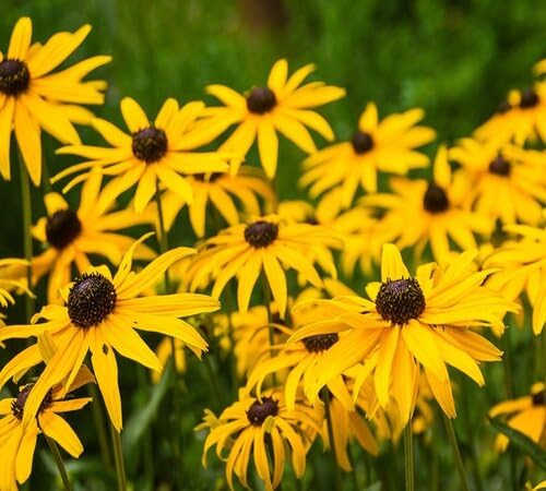 Rudbeckia Flower Seeds for Planting – Heirloom, Non-GMO, High Germination Organic Garden Seeds