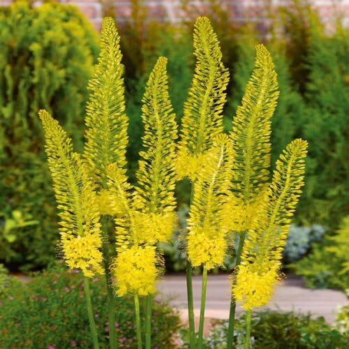 Yellow Eremurus Flower Seeds – Heirloom Non-GMO High Germination Organic Seeds