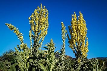 yellowmulleinflowerheirloomnongmo flower seeds