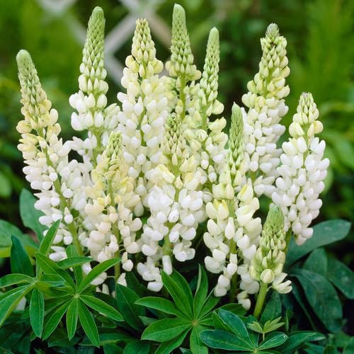 Lupine Flower Seeds White – Heirloom, Non-GMO, High Germination Seeds