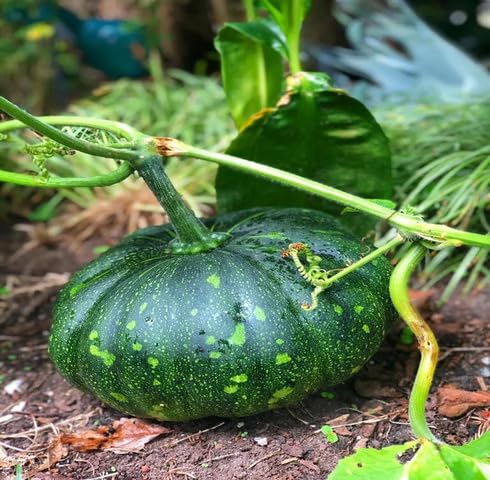 Green Pumpkin Seeds – Heirloom, Non-GMO, High Germination Organic Garden Seeds Planting