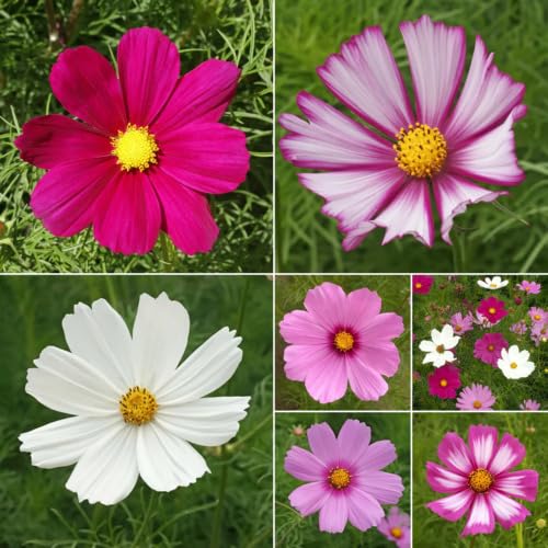 Mixed Cosmos Flower Seeds – Heirloom, Non-GMO, High Germination Organic Garden Seeds for Planting