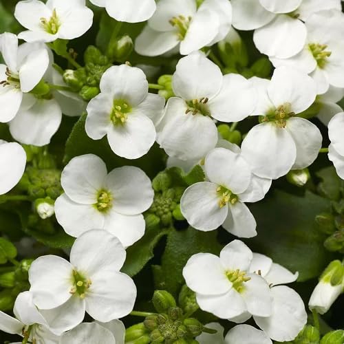 White Cress Aubrieta Flower Seeds Heirloom Non-GMO High Germination Organic Garden Seeds