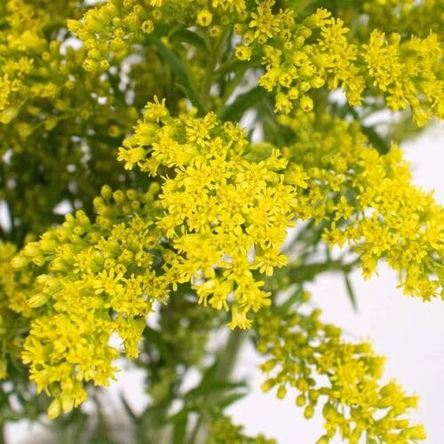 Solidago Yellow Flower Seeds for Planting – Heirloom, Non-GMO, High Germination Organic Garden Seeds