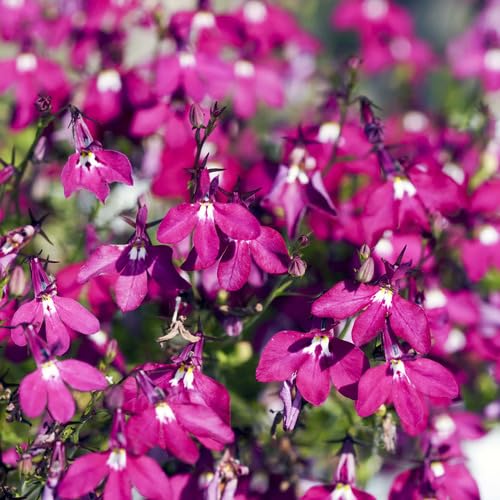 Lobelia Regatta Flower Seeds Pink – Heirloom Non-GMO High Germination Organic Garden