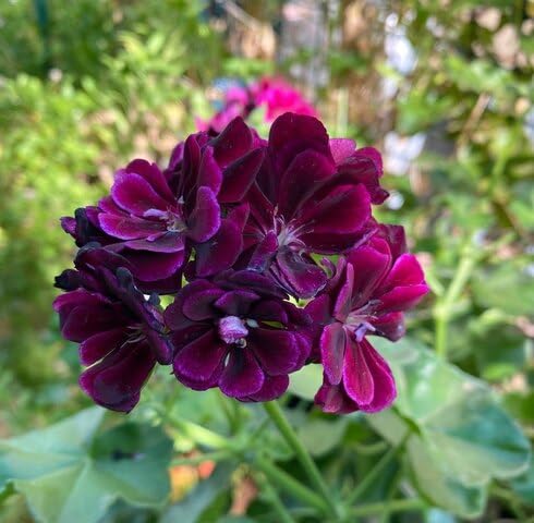 Purple Geranium Flowers Seeds Heirloom Non-GMO High Germination Organic Garden Seeds for Planting