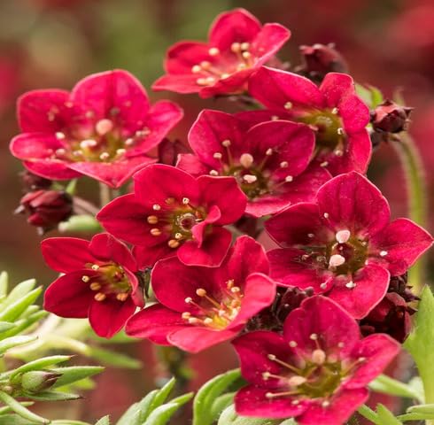 Semillas de flores de saxífraga roja, reliquia, sin OMG, alta germinación, semillas orgánicas para jardín
