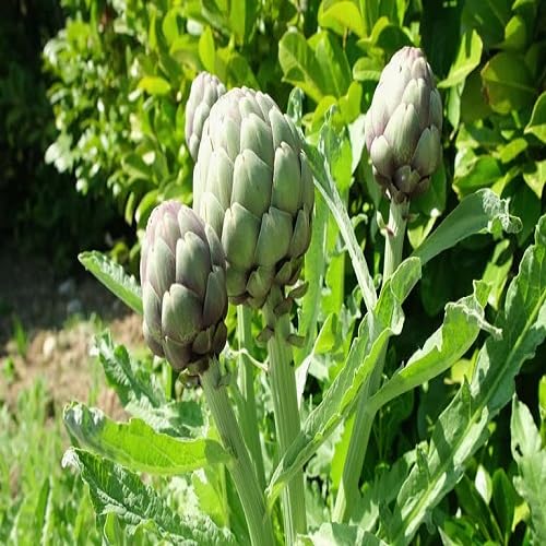 Green Artichoke – Heirloom, Non-GMO, High Germination Organic Garden Seeds Planting