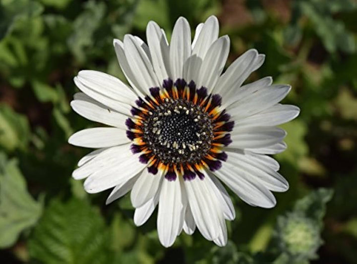 White Venidium Fastuosum Flowers Seeds – Heirloom, Non-GMO, High Germination Organic Garden Seeds for Planting