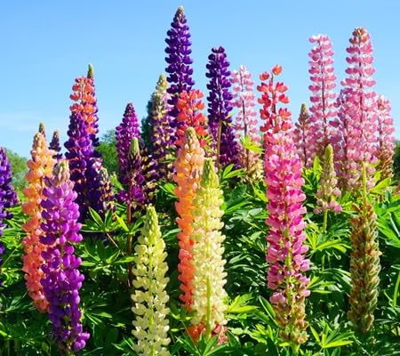 Lupine Flower Seeds – Heirloom, Non-GMO, High Germination Organic Garden Seeds for Planting