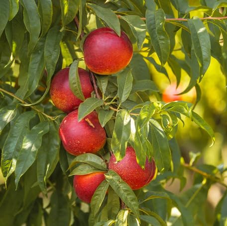 Red Nectarine Seeds – Heirloom, Non-GMO, High Germination Organic Garden Seeds