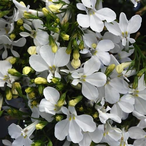 White Lobelia Flower Seeds Heirloom Non-GMO High Germination Organic Garden Seeds for Planting