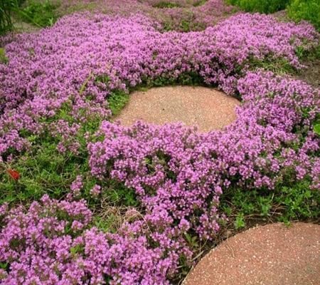 Creeping Thyme Flower Seeds Heirloom Non-GMO High Germination Organic Garden Seeds