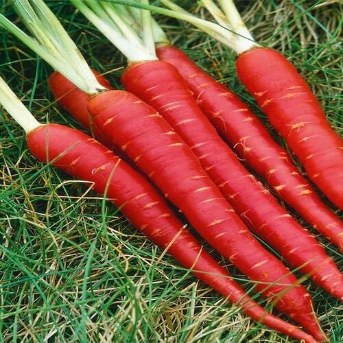 Red Carrot Seeds – Heirloom, Non-GMO, High Germination Organic Garden Seeds Planting