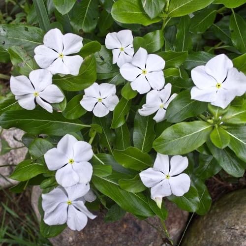 White Vinca Flower Seeds – Heirloom Non-GMO High Germination Organic Garden