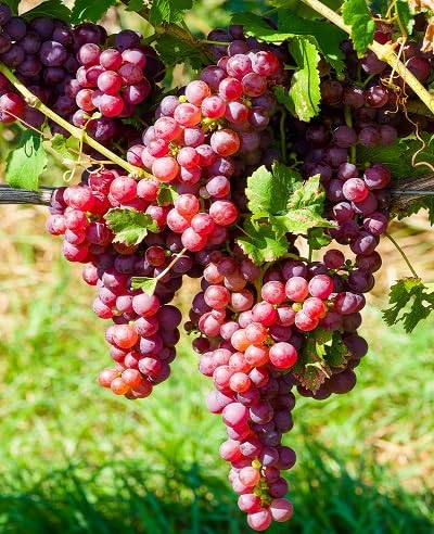 Rote Traubenkerne – Alte Sorte, gentechnikfrei, hohe Keimfähigkeit, Bio-Gartensamen
