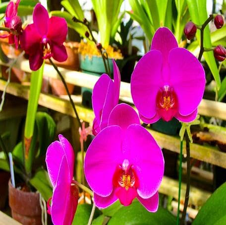 pinkphalaenopsisflowerheirloomnongmo flower seeds