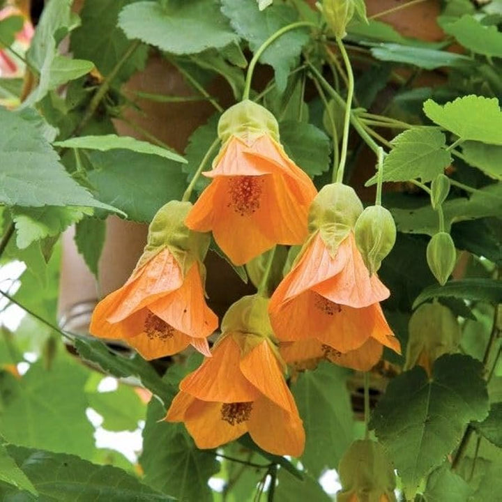 Orange Abutilon Flower Seeds – Heirloom, Non-GMO, High Germination Seeds