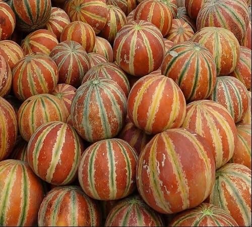 Orange Kajari Melon Seeds – Heirloom, Non-GMO, High Germination Organic Garden Seeds
