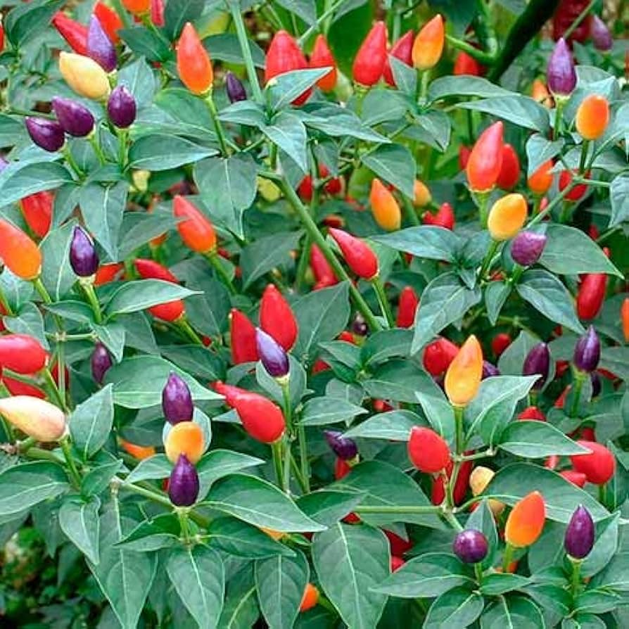 Ornamental Hot herb seeds