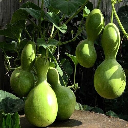 Green Calabash Seeds – Heirloom, Non-GMO, High Germination Organic Garden Seeds Planting