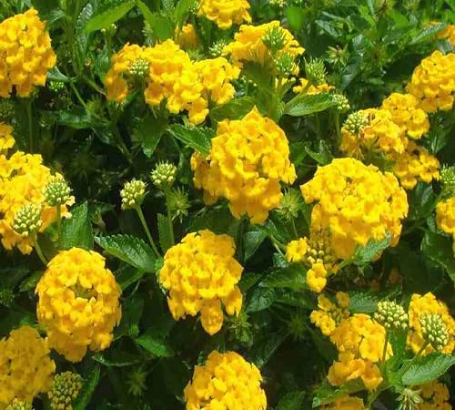lantana flower yellow heirloom non-gmo seeds