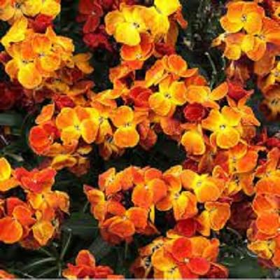 orange cheiranthus flower heirloom non-gmo seeds