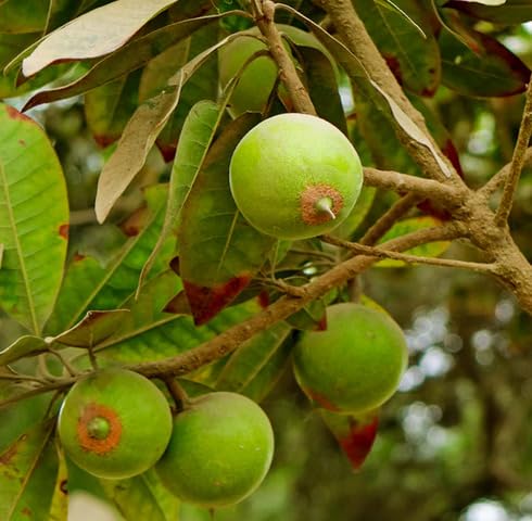 Green Lucuma Seeds – Heirloom, Non-GMO, High Germination Organic Garden Seeds