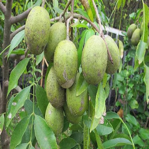 Spondias Seeds – Heirloom, Non-GMO, High Germination Organic Garden Seeds