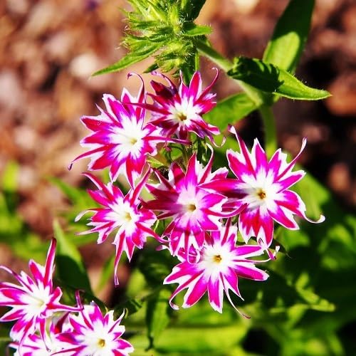 Pink White Phlox Flower Seeds – Heirloom Non-GMO High Germination Organic Garden Seeds