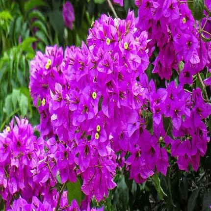 purplebougainvilleaflowerheirloomnongmo flower seeds