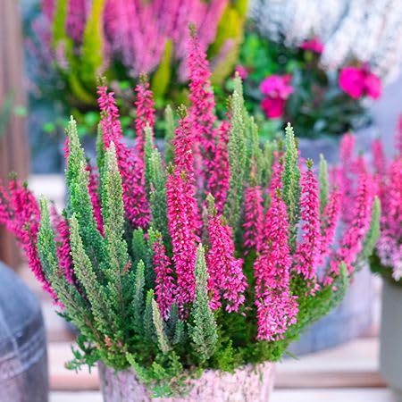 Rosa Calluna Vulgaris Blumensamen – Heirloom, gentechnikfrei, keimstark, Bio-Gartensamen zum Pflanzen