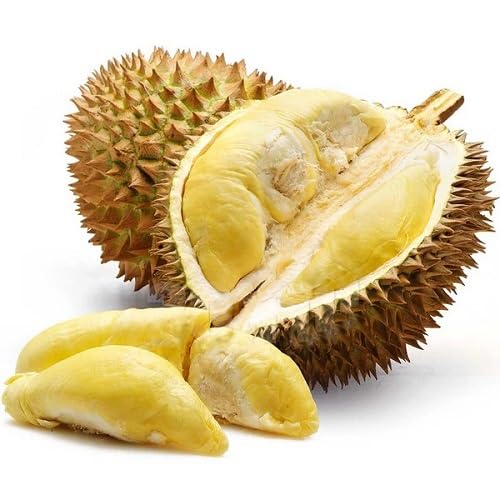 Yellow Durian Fruits Seeds – Heirloom, Non-GMO, High Germination Organic Garden Seeds