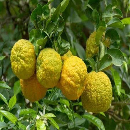 Bergamot Seeds Heirloom Non-GMO High Germination Organic Garden Seeds for Planting