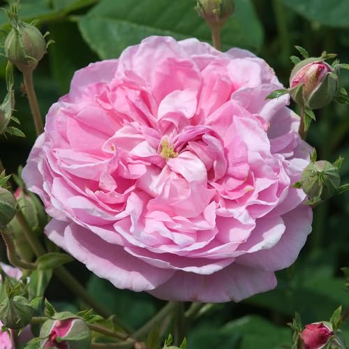 Pink Rose Flower Seeds for Planting – Heirloom Non-GMO High Germination Organic Garden Seeds
