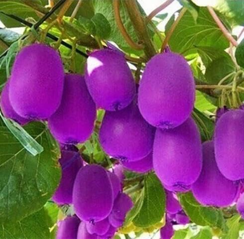 Purple Kiwi Seeds – Heirloom, Non-GMO, High Germination Organic Garden Seeds